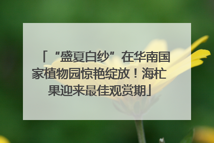 “盛夏白纱”在华南国家植物园惊艳绽放！海杧果迎来最佳观赏期