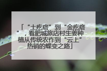 “土疙瘩”到“金疙瘩”，看肥城旅店村生姜种植从传统农作到“云上”热销的蝶变之路