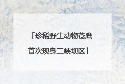 珍稀野生动物苍鹰首次现身三峡坝区