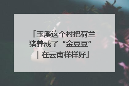 玉溪这个村把荷兰猪养成了“金豆豆”｜在云南样样好