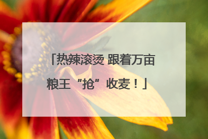 热辣滚烫 跟着万亩粮王“抢”收麦！