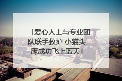 爱心人士与专业团队联手救护 小猫头鹰成功飞上蓝天