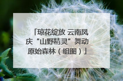 琼花绽放 云南凤庆“山野精灵”舞动原始森林（组图）