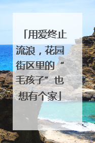 用爱终止流浪，花园街区里的“毛孩子”也想有个家
