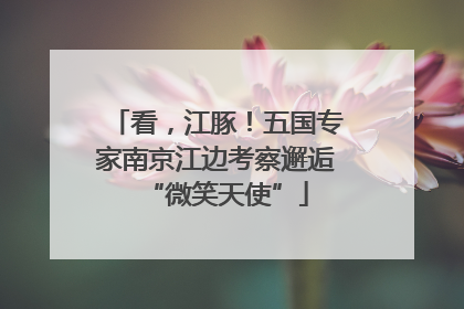 看，江豚！五国专家南京江边考察邂逅“微笑天使”