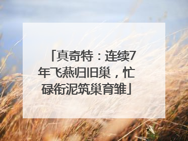 真奇特：连续7年飞燕归旧巢，忙碌衔泥筑巢育雏