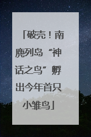 破壳！南麂列岛“神话之鸟”孵出今年首只小雏鸟