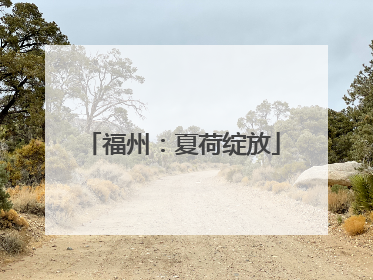 福州：夏荷绽放