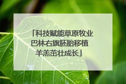 科技赋能草原牧业 巴林右旗胚胎移植羊羔茁壮成长