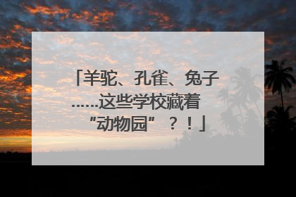 羊驼、孔雀、兔子……这些学校藏着 “动物园”？！