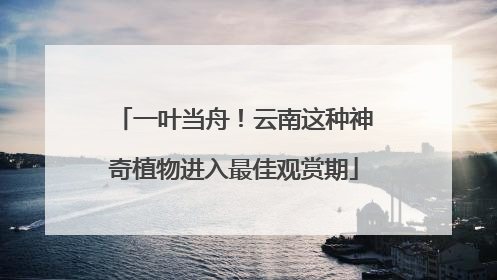 一叶当舟！云南这种神奇植物进入最佳观赏期