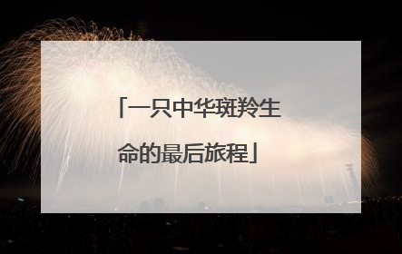 一只中华斑羚生命的最后旅程