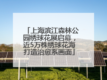 上海滨江森林公园绣球花展启幕，近5万株绣球花海打造治愈系画面