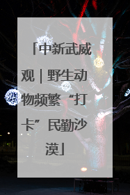 中新武威观｜野生动物频繁“打卡”民勤沙漠