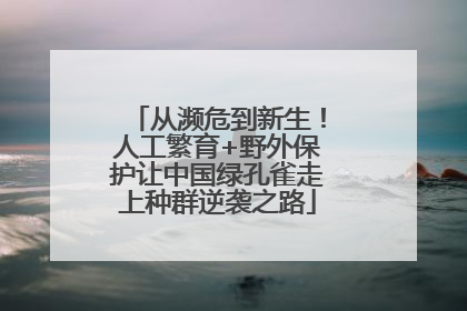 从濒危到新生！人工繁育+野外保护让中国绿孔雀走上种群逆袭之路