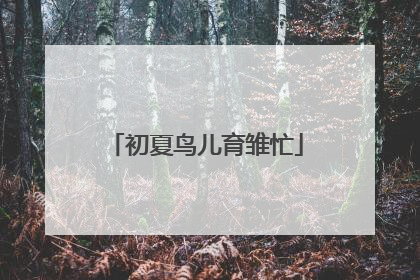 初夏鸟儿育雏忙