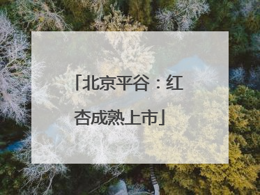 北京平谷：红杏成熟上市