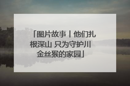 图片故事丨他们扎根深山 只为守护川金丝猴的家园