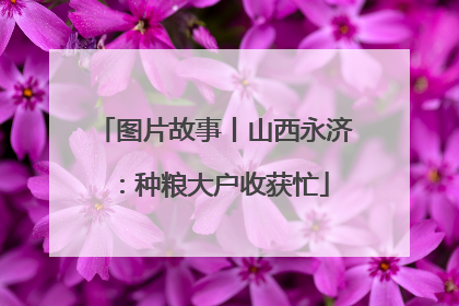 图片故事丨山西永济：种粮大户收获忙