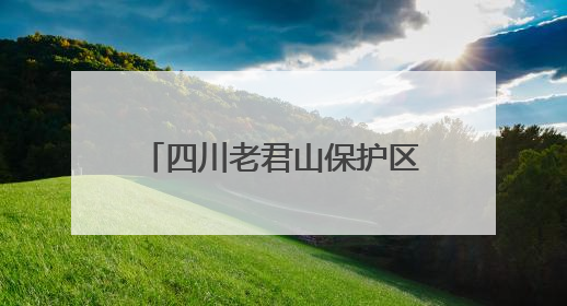 四川老君山保护区附近发现国家一级保护动物小灵猫 被称为“生态试纸”