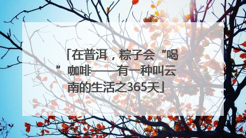 在普洱，粽子会“喝”咖啡——有一种叫云南的生活之365天