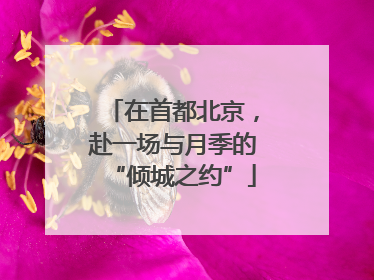 在首都北京，赴一场与月季的“倾城之约”