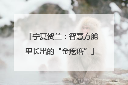 宁夏贺兰：智慧方舱里长出的“金疙瘩”