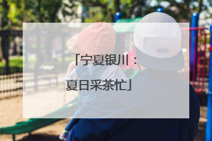 宁夏银川：夏日采茶忙