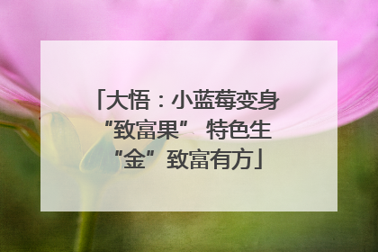 大悟：小蓝莓变身“致富果” 特色生“金”致富有方