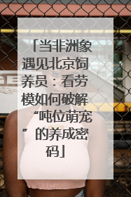 当非洲象遇见北京饲养员：看劳模如何破解“吨位萌宠”的养成密码