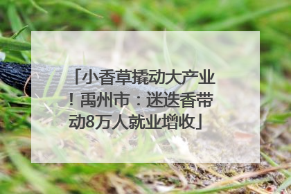 小香草撬动大产业！禹州市：迷迭香带动8万人就业增收