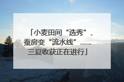 小麦田间“选秀”、蚕房变“流水线”……三夏收获正在进行