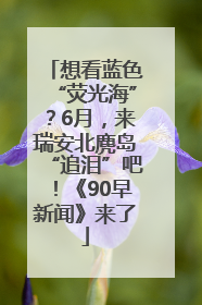 想看蓝色“荧光海”？6月，来瑞安北麂岛“追泪”吧！《90早新闻》来了