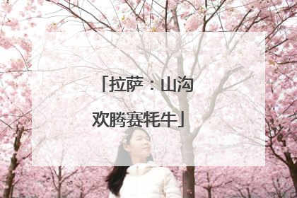 拉萨：山沟欢腾赛牦牛