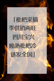 枇杷采摘季供销两旺 四川宝兴晚熟枇杷冷链发全国