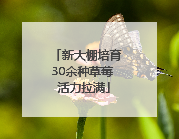 新大棚培育30余种草莓 活力拉满
