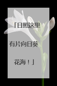 日照这里有片向日葵花海！