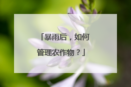 暴雨后，如何管理农作物？