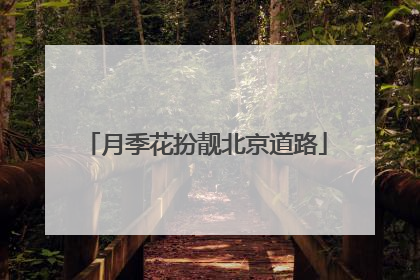 月季花扮靓北京道路