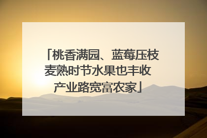 桃香满园、蓝莓压枝 麦熟时节水果也丰收 产业路宽富农家