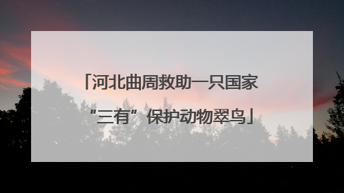 河北曲周救助一只国家“三有”保护动物翠鸟