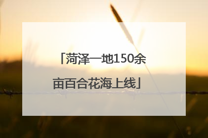 菏泽一地150余亩百合花海上线