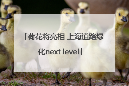 荷花将亮相 上海道路绿化next level