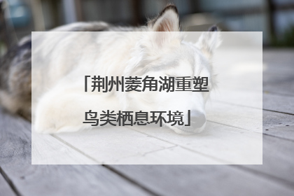 荆州菱角湖重塑鸟类栖息环境