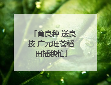 育良种 送良技 广元旺苍稻田插秧忙