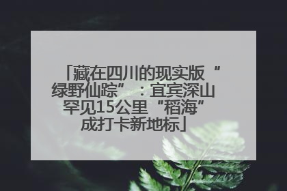 藏在四川的现实版“绿野仙踪”：宜宾深山罕见15公里“稻海”成打卡新地标