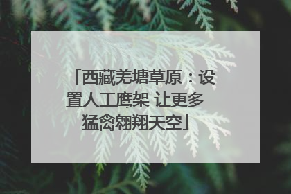 西藏羌塘草原：设置人工鹰架 让更多猛禽翱翔天空