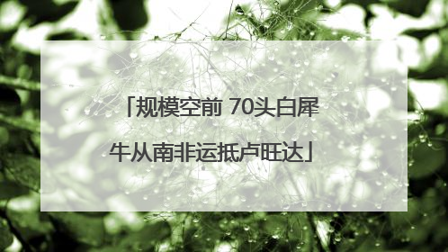 规模空前 70头白犀牛从南非运抵卢旺达