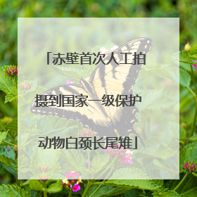 赤壁首次人工拍摄到国家一级保护动物白颈长尾雉