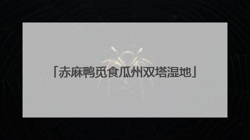 赤麻鸭觅食瓜州双塔湿地